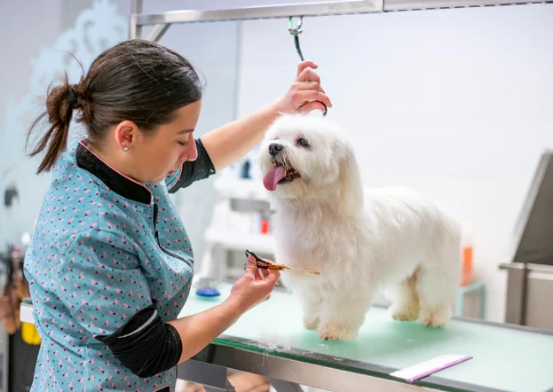 professional dog grooming techniques