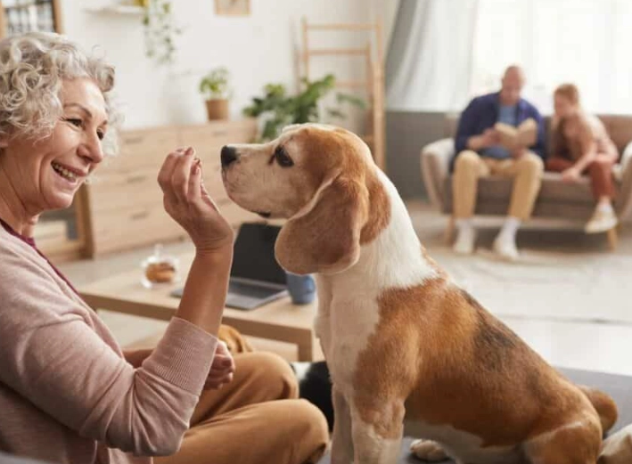 dog anxiety timeline