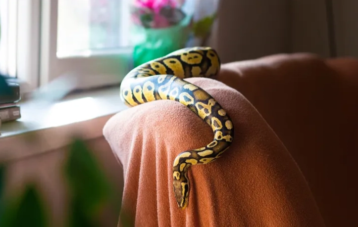 how to take care of a snake