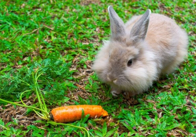 feeding pet rabbit