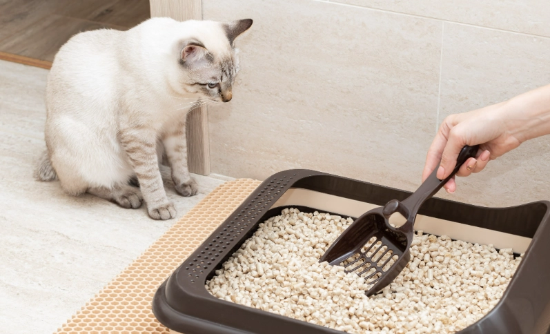 litter box training