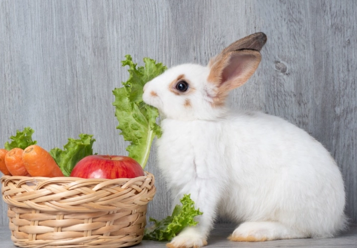 how much food should a rabbit eat a day