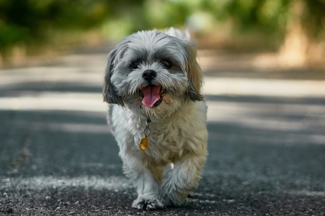 guinea pig habitat setup