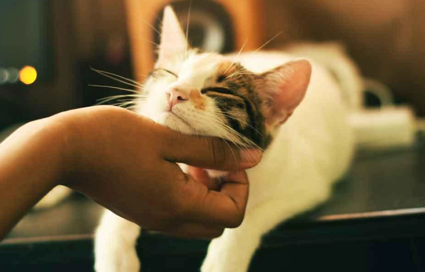 why is my cat acting weird