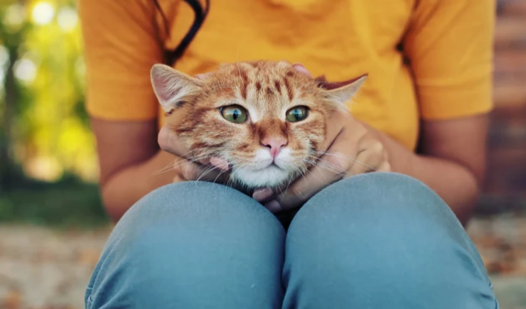 new kitten checklist