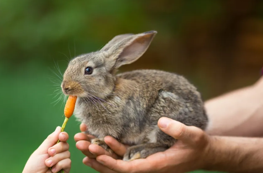 what to feed rabbits what to feed rabbits