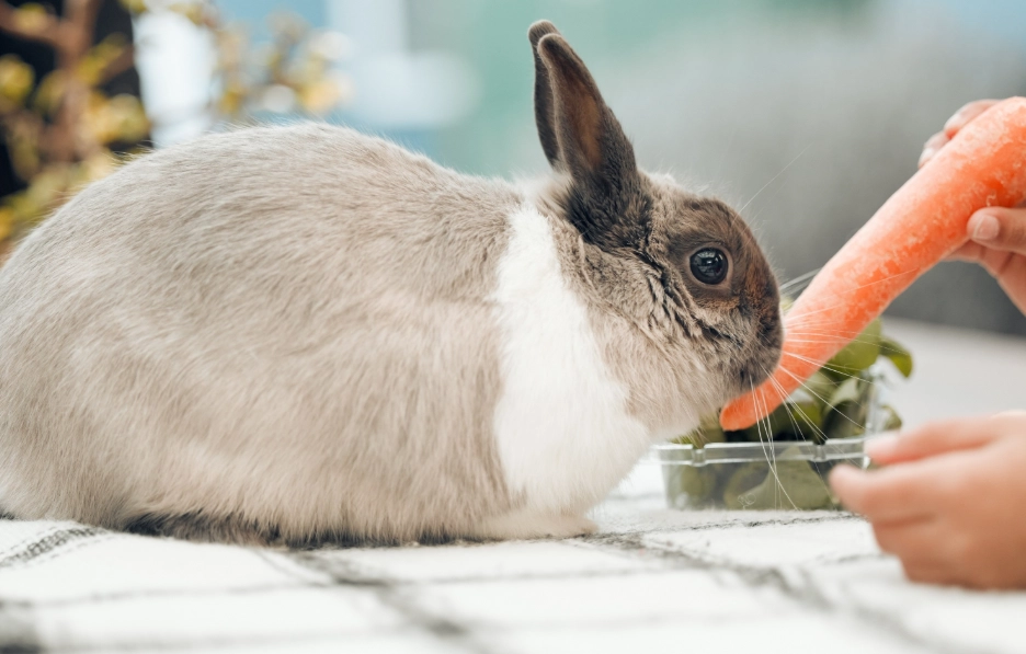 rabbit diet rabbit diet