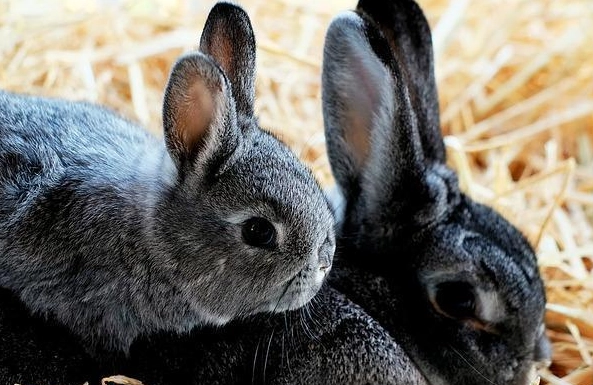 how much food should a rabbit eat a day