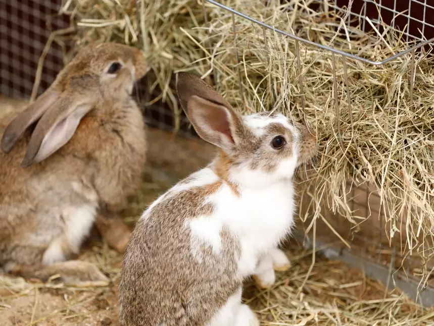 rabbit diet rabbit diet