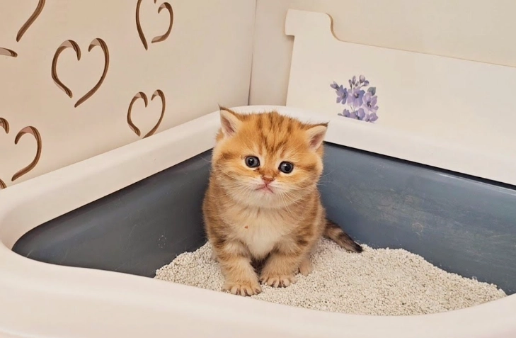 how to train a cat to use litter box