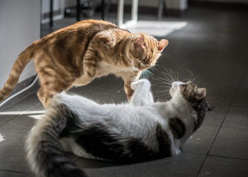 cat behavior problems