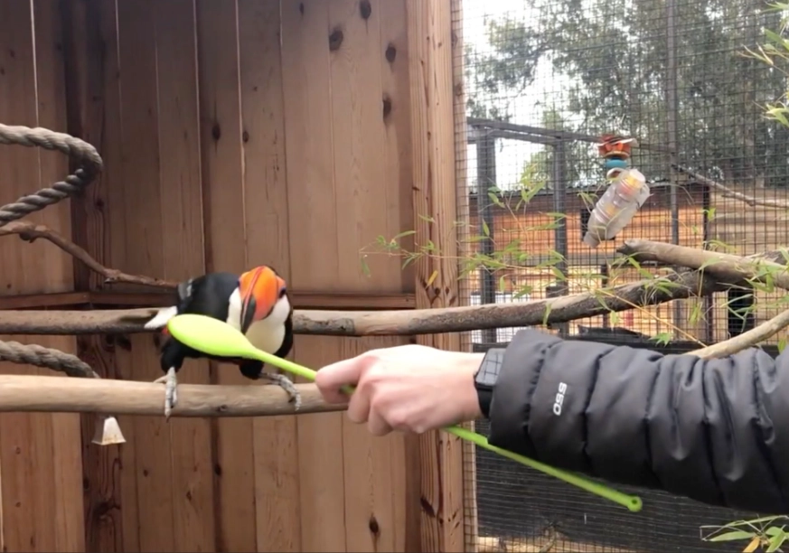 parrot training