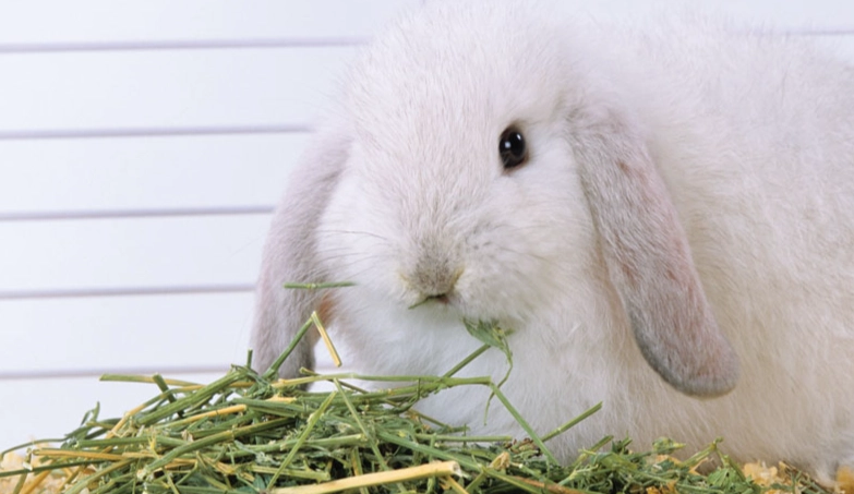 rabbit diet rabbit diet