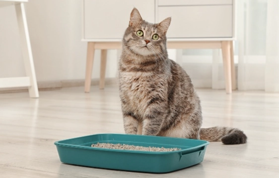 cat litter training