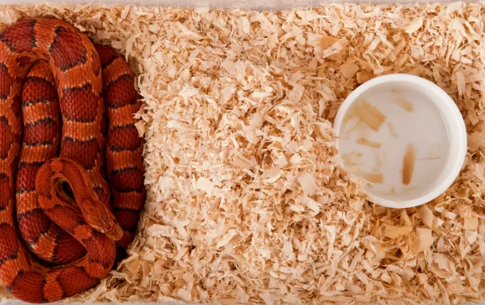 how to take care of a snake