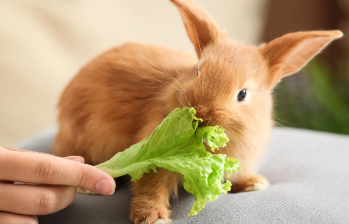 rabbit daily diet