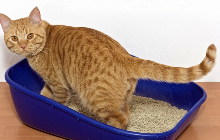 litter box training