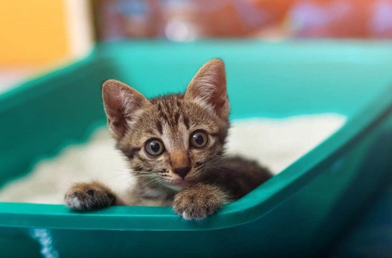 how to train a cat to use a litter box
