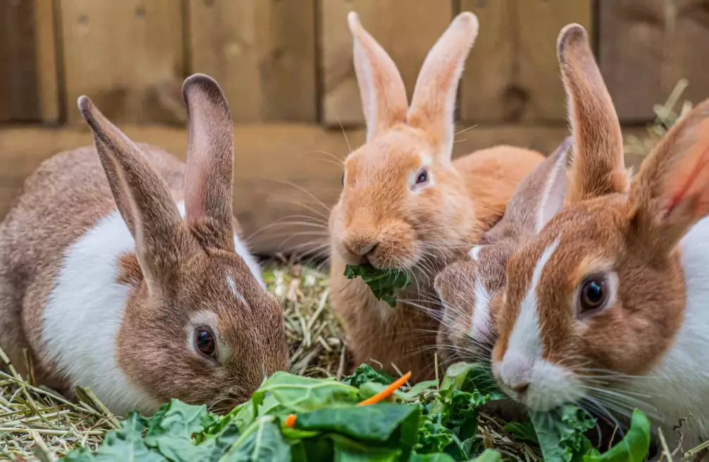 what to feed rabbits what to feed rabbits