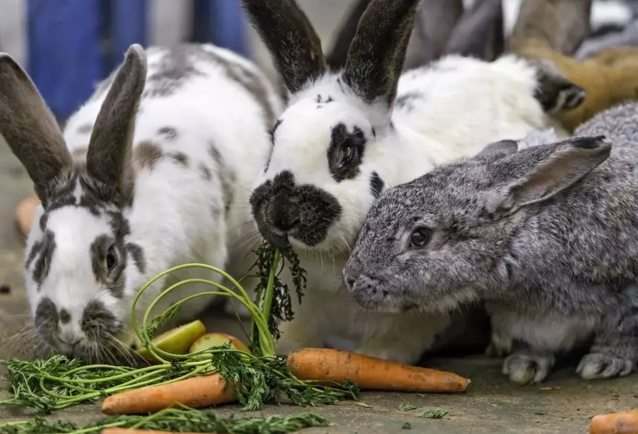 rabbit diet rabbit diet