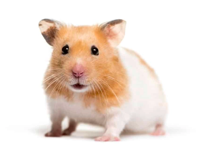 hamster breeds hamster breeds