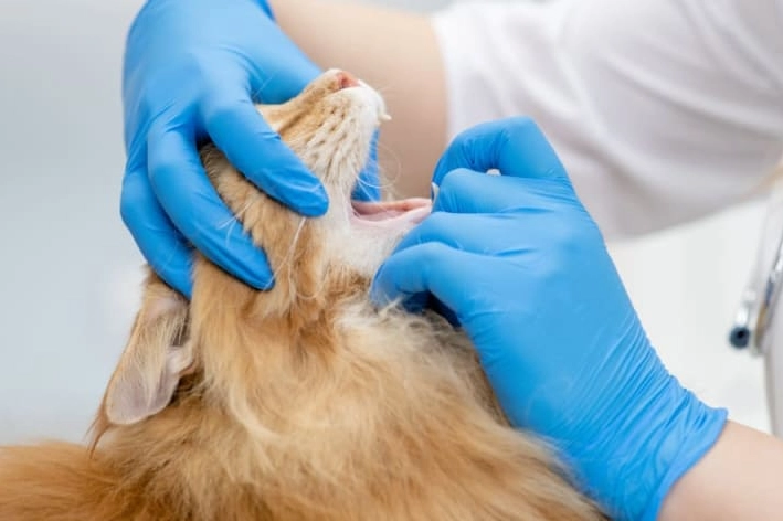 how to brush cat teeth