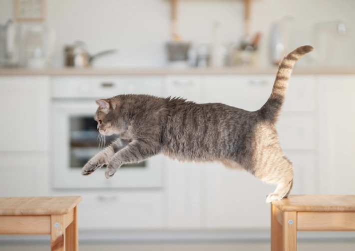 cat enrichment ideas indoors cat enrichment ideas indoors