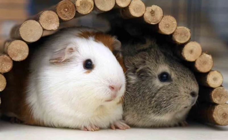 what do guinea pigs eat