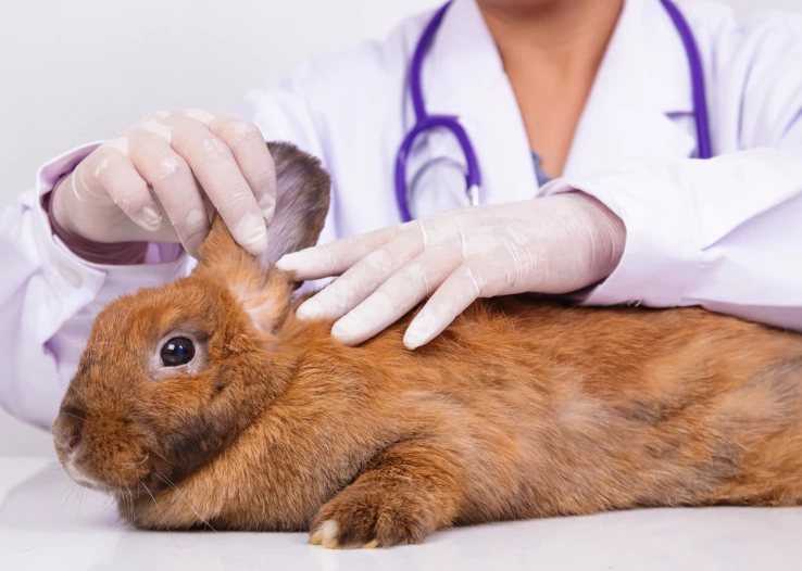 how to check rabbit health