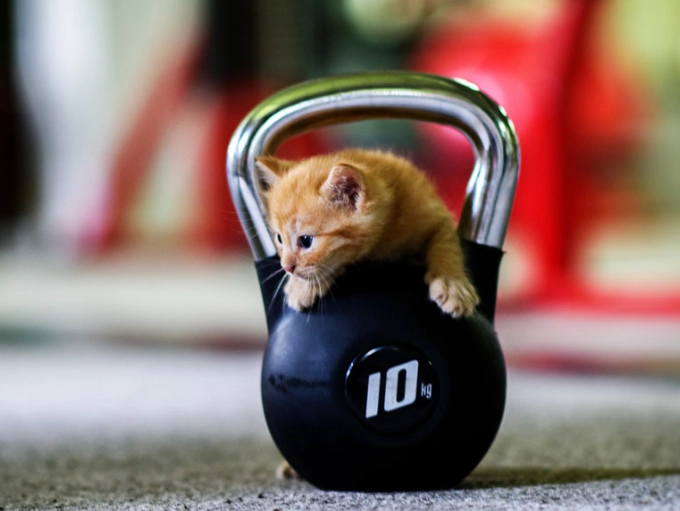 cat enrichment ideas indoors cat enrichment ideas indoors