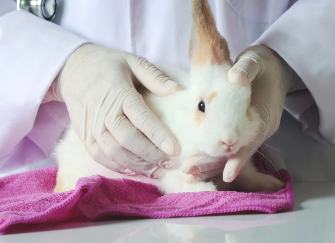 rabbit wellness exam