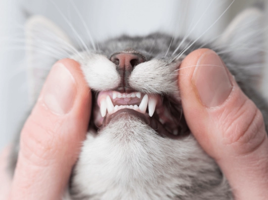 feline periodontal disease