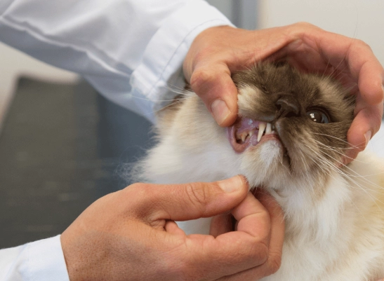 cat dental care