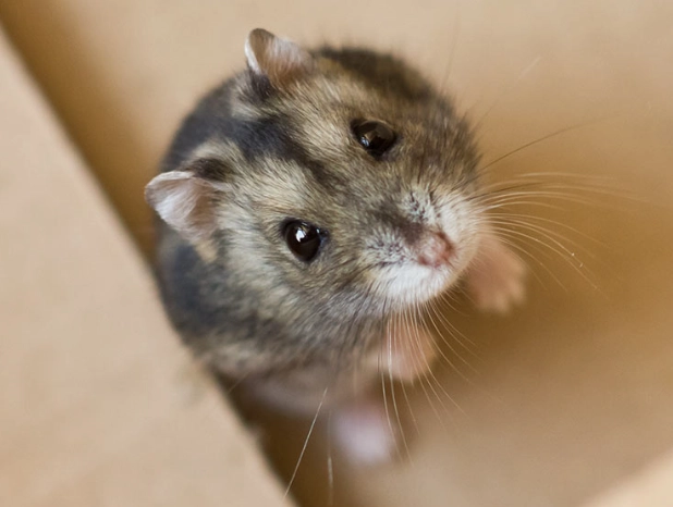 Syrian hamster Syrian hamster