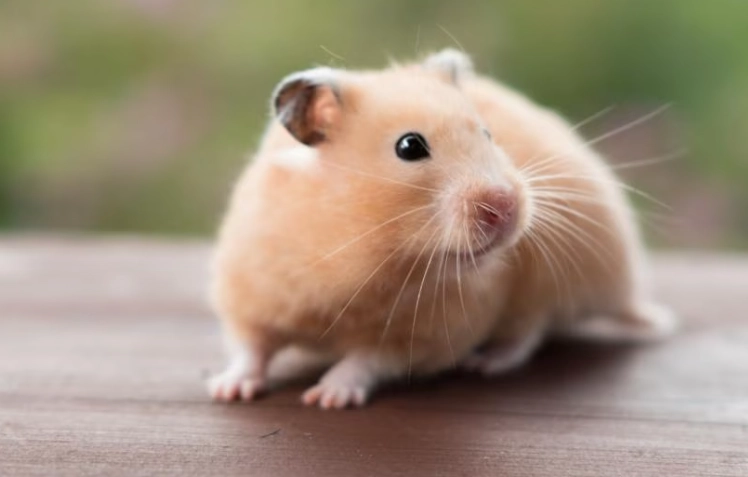 hamster breeds hamster breeds