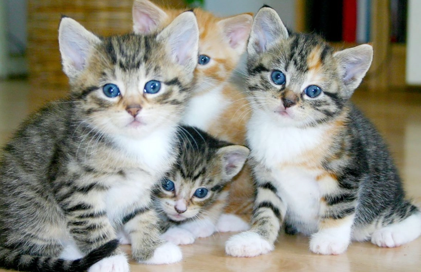 how to care for a kitten