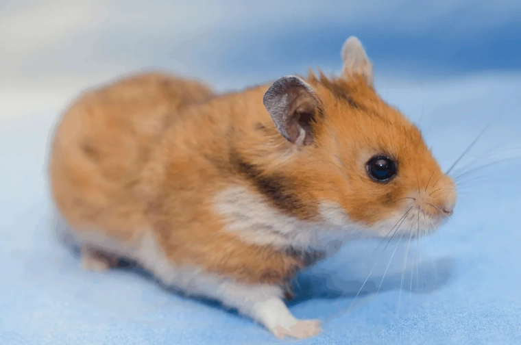 types of hamsters types of hamsters