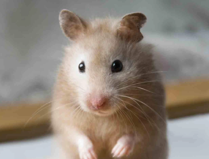 Syrian hamster Syrian hamster