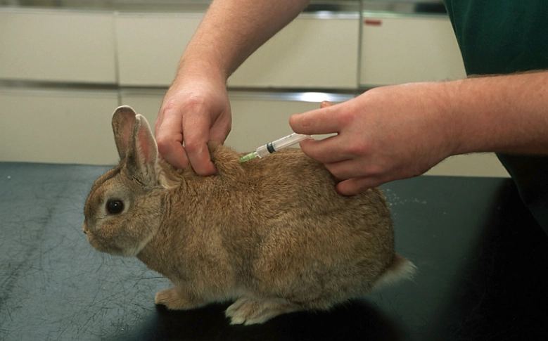how to check rabbit health