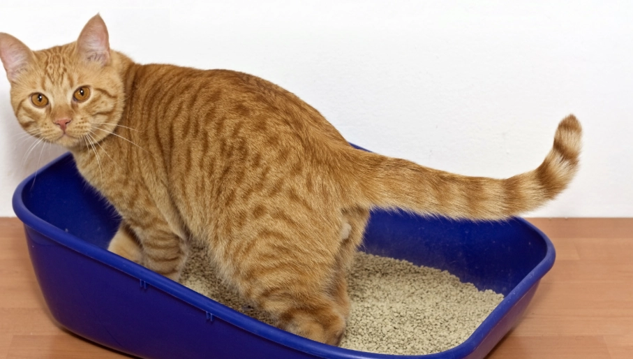 how to choose a kitten litter box how to choose a kitten litter box