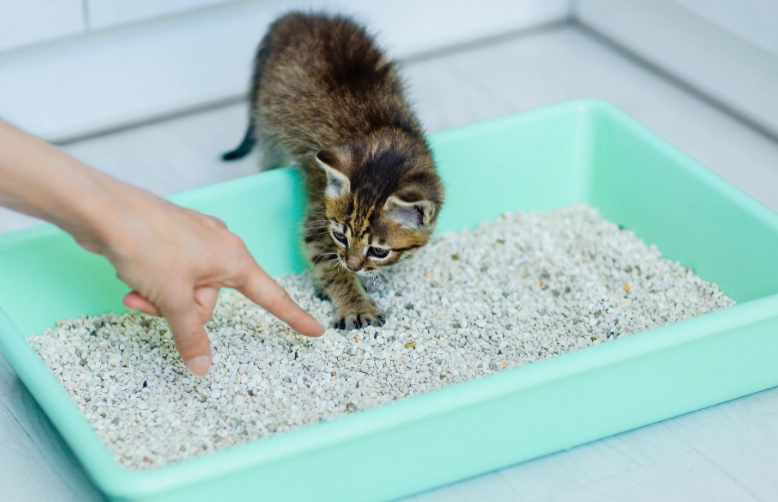 How long does it take to litter train a kitten?