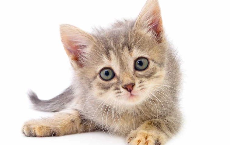 potty train kitten 4 weeks potty train kitten 4 weeks