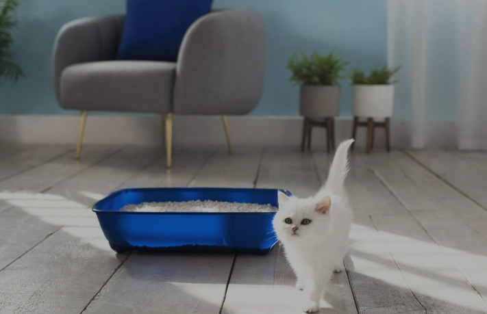 how to litter train a kitten
