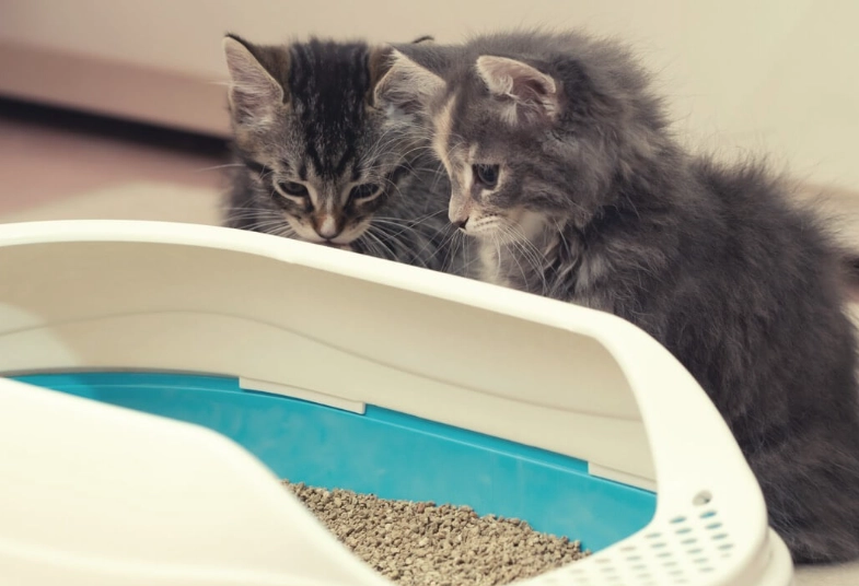 kitten litter box training