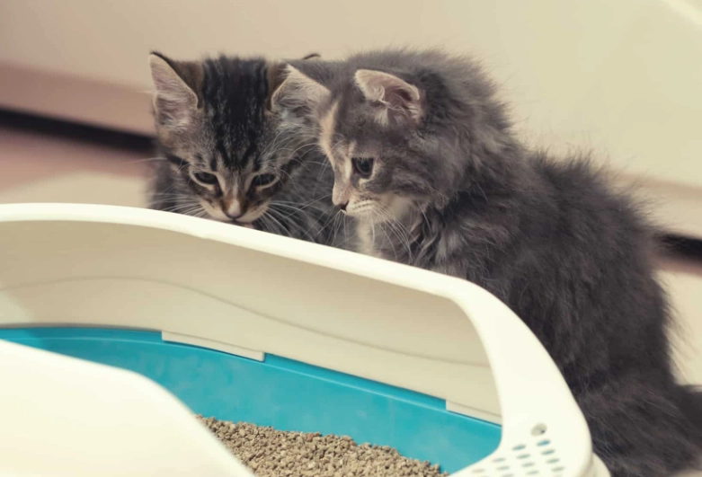 best kitten litter box best kitten litter box