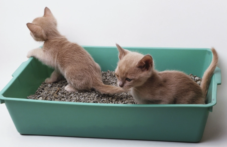 kitten litter box training kitten litter box training