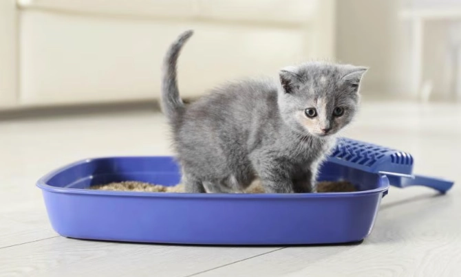 litter train a kitten fast