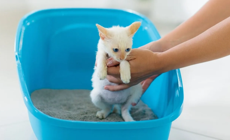 potty train kitten fast