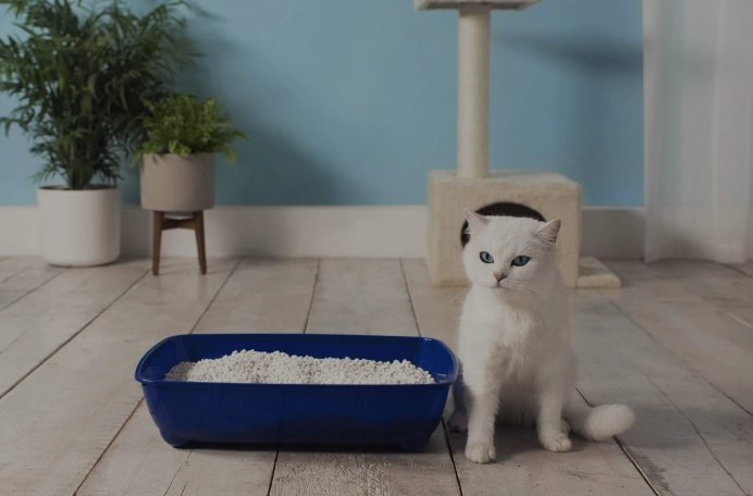 how to litter train a kitten