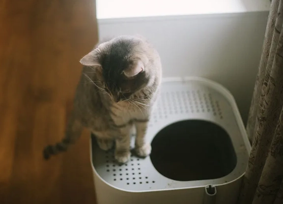 8 week old kitten litter box problems